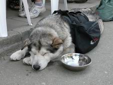 Oni chlastaj� pivo, a mne daj� vodu ...