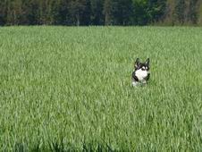 &bdquo;Ani ten pes policejn�, nad k��r�ho n���jn��, stopu vrah���v nena����l... &rdquo;