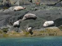 �es� odpo��vaj�cich tule�ov