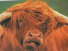 Takto z�fal� (na�u�kan�??) kravu sme videli iba na poh�adnici